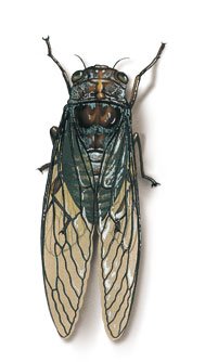 Cicada