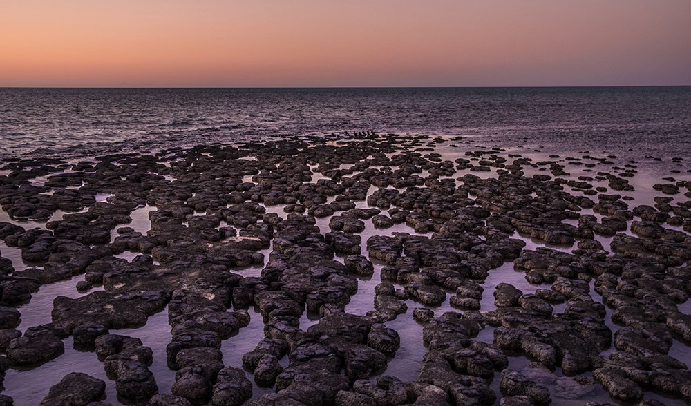 stromatolites