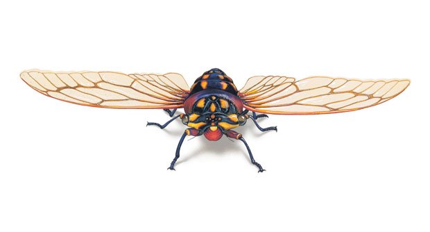 Cicada