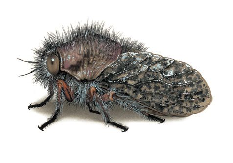 Cicada