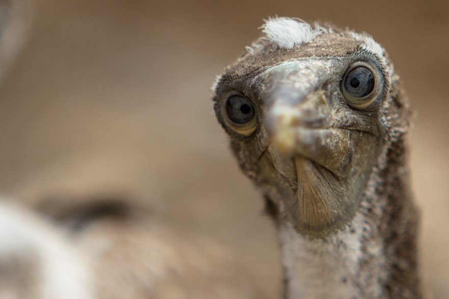 blue footed booby