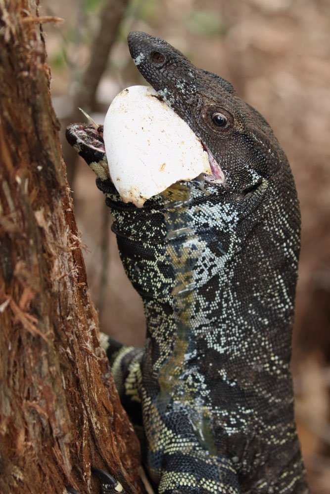 lace monitor goanna egg