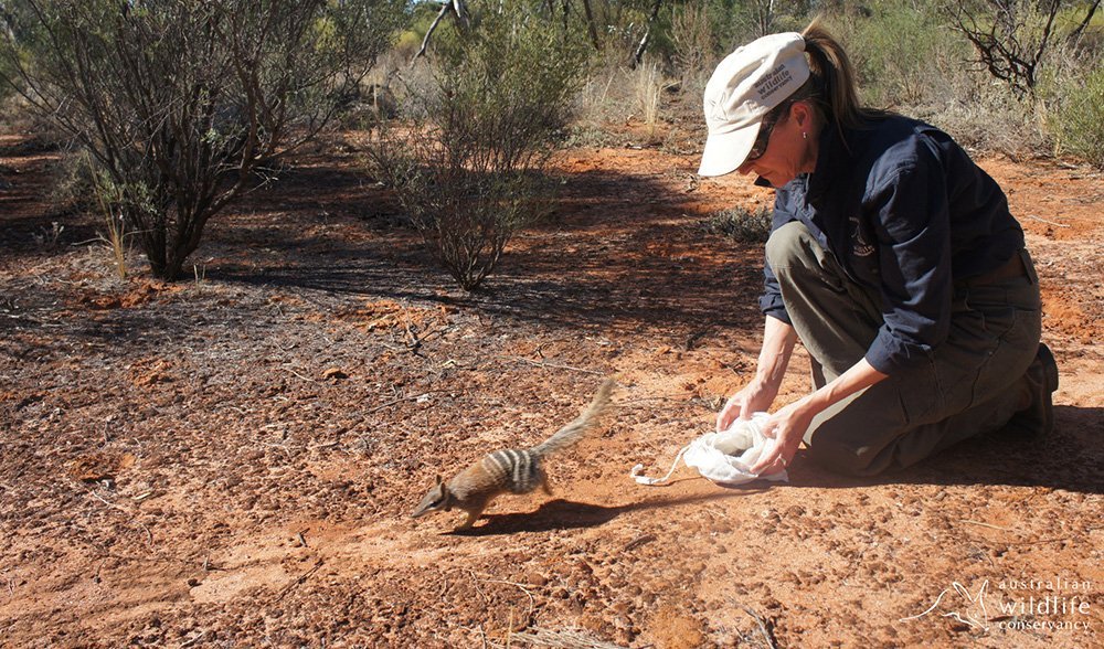New Australian dinosaur