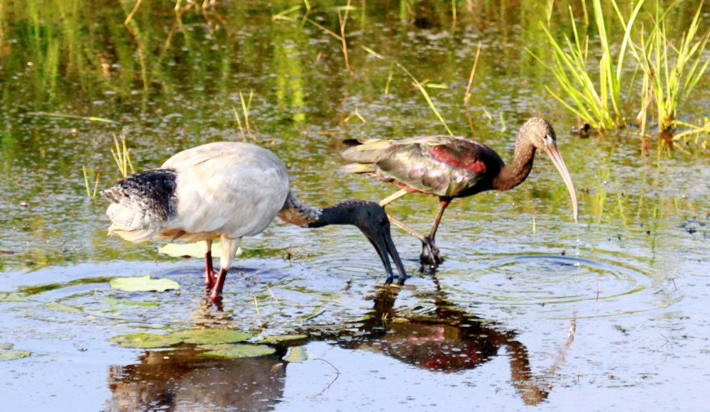 ibis