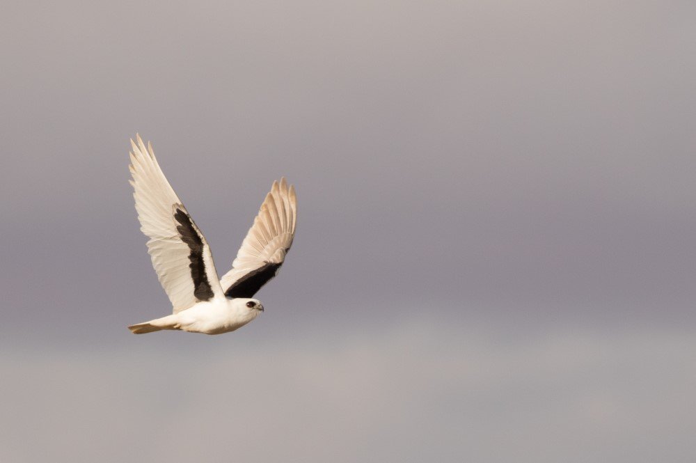 red centre bird watching