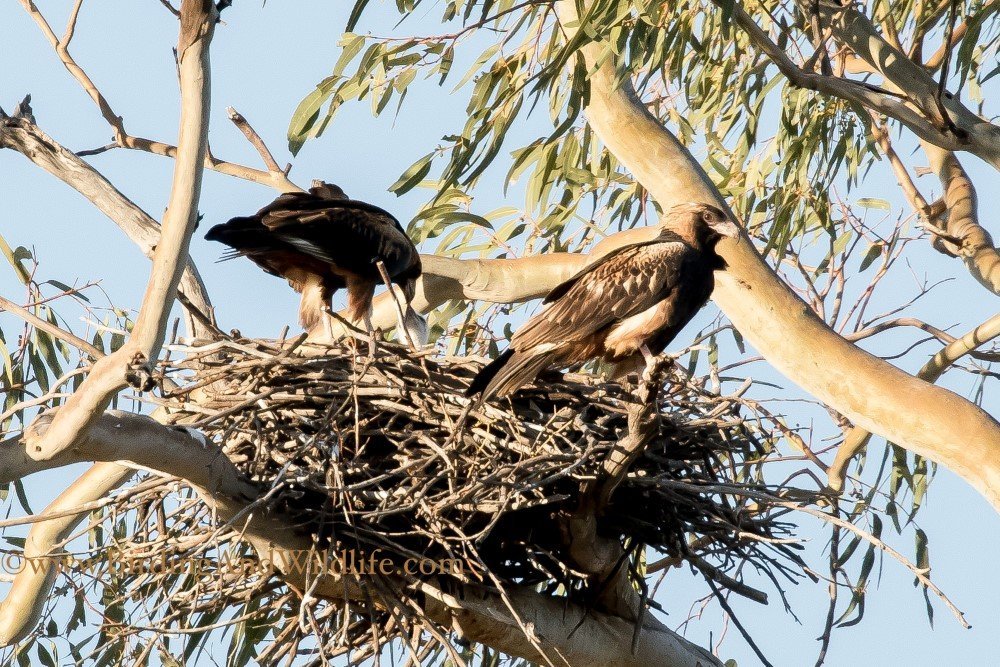 red centre bird watching