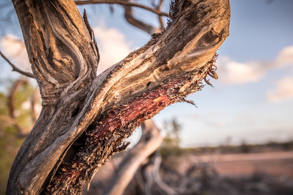 Hamelin Station Reserve