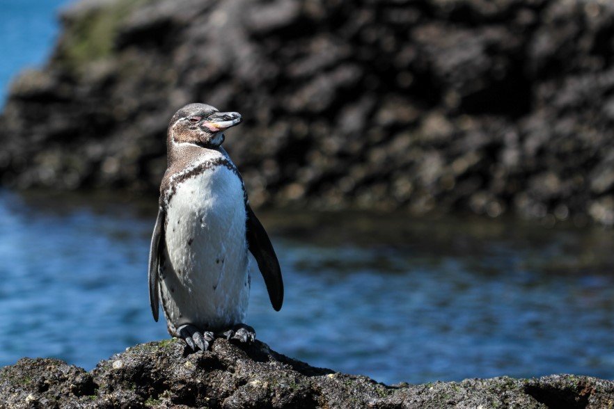 penguin