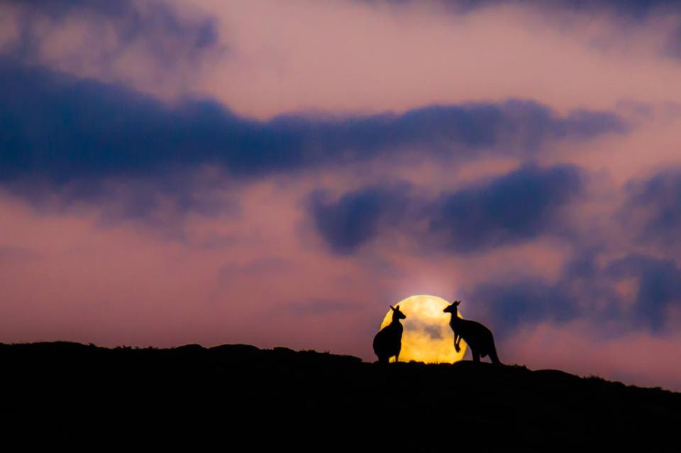 sunset kangaroos