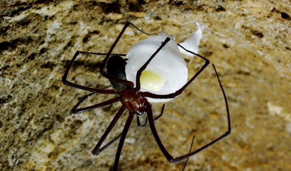 The truth about white-tailed spiders - Australian Geographic