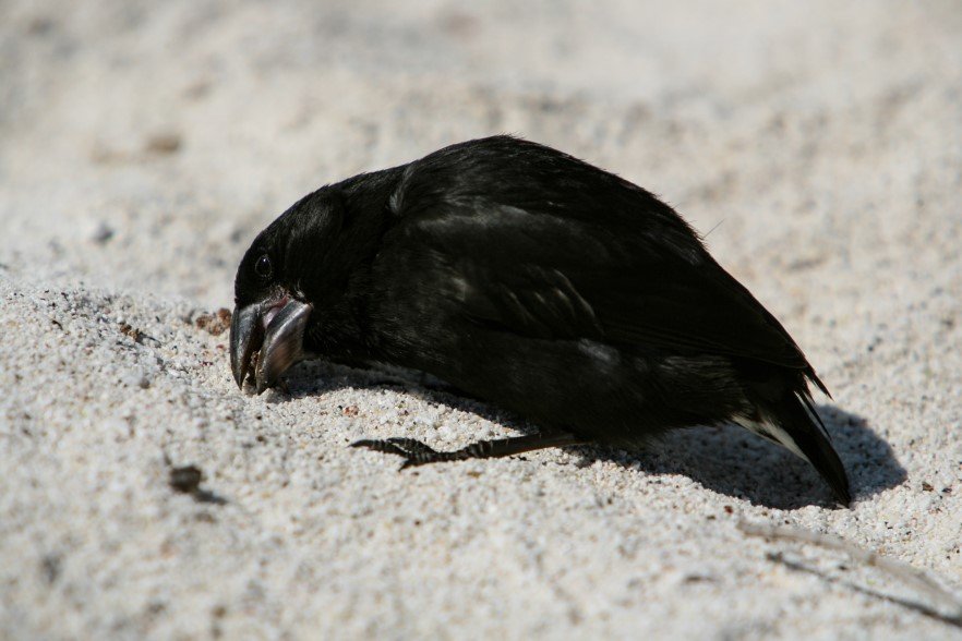 darwin's finch