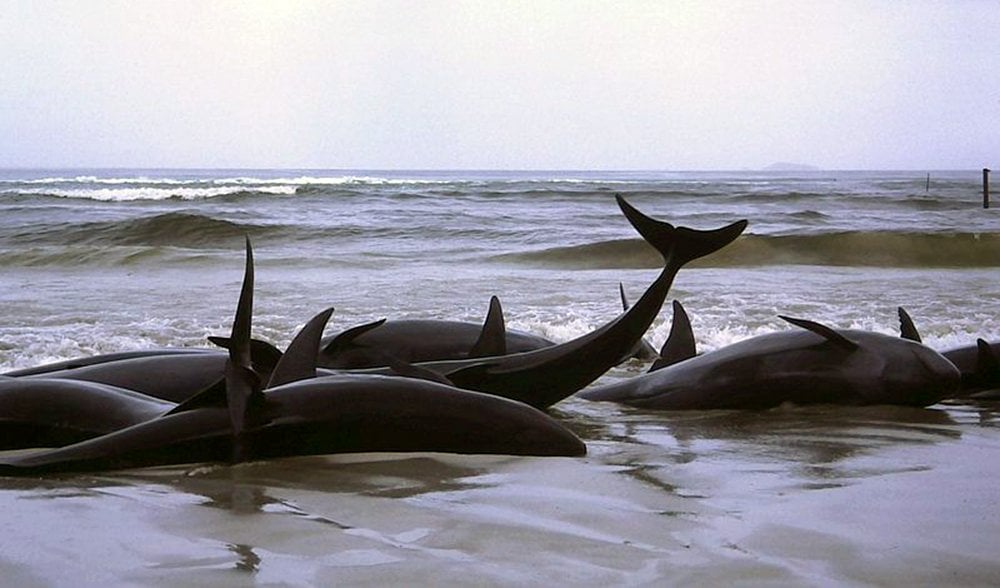Beached whales stranded