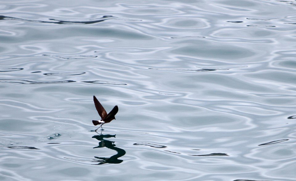 storm petrel