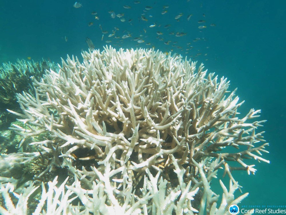 great barrier reef bleaching
