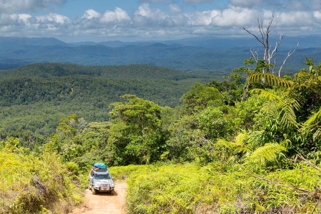 Daintree