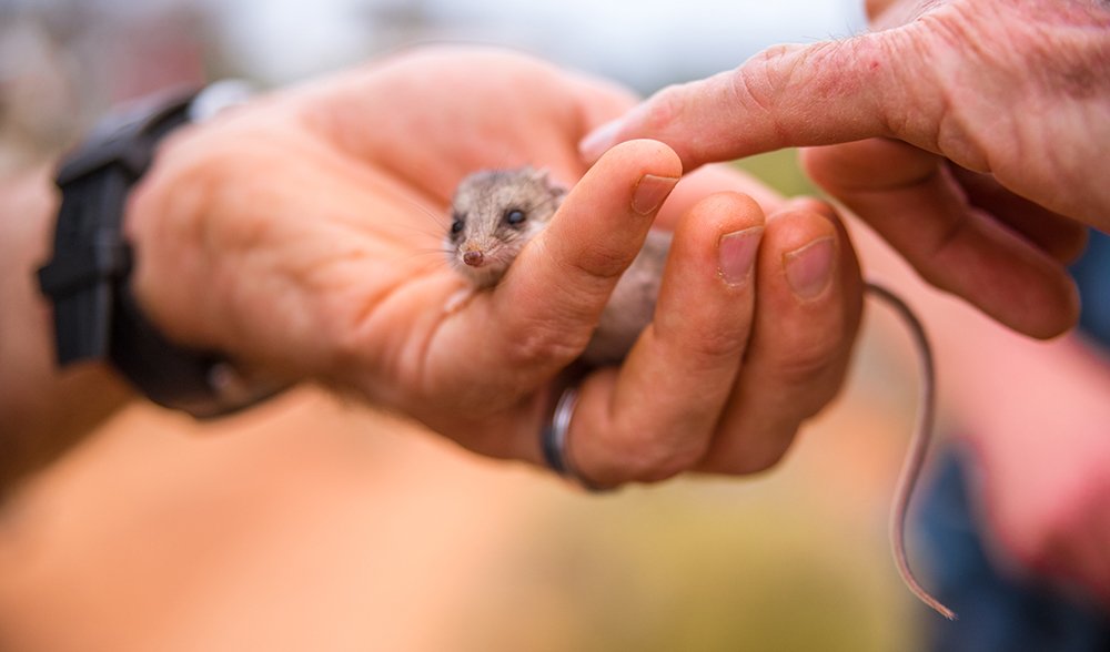 Hamelin Station Reserve