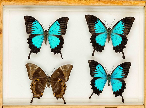 butterfly collection