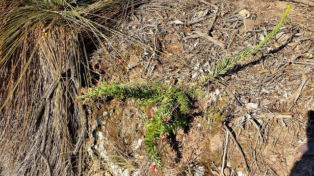 Wee Jasper Grevillea