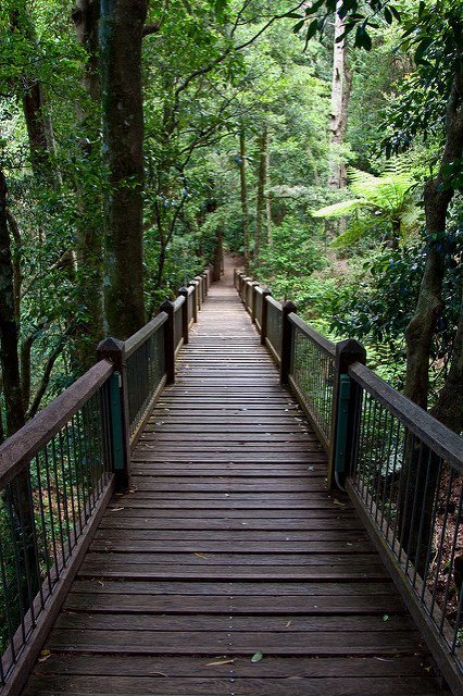 dorrigo