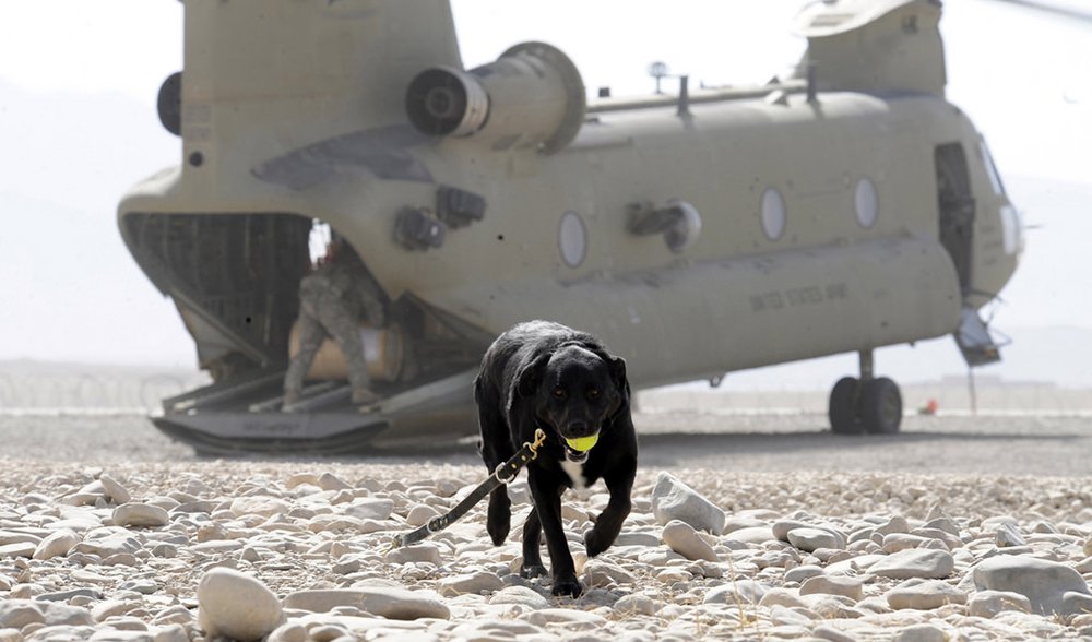 sarbi war dog