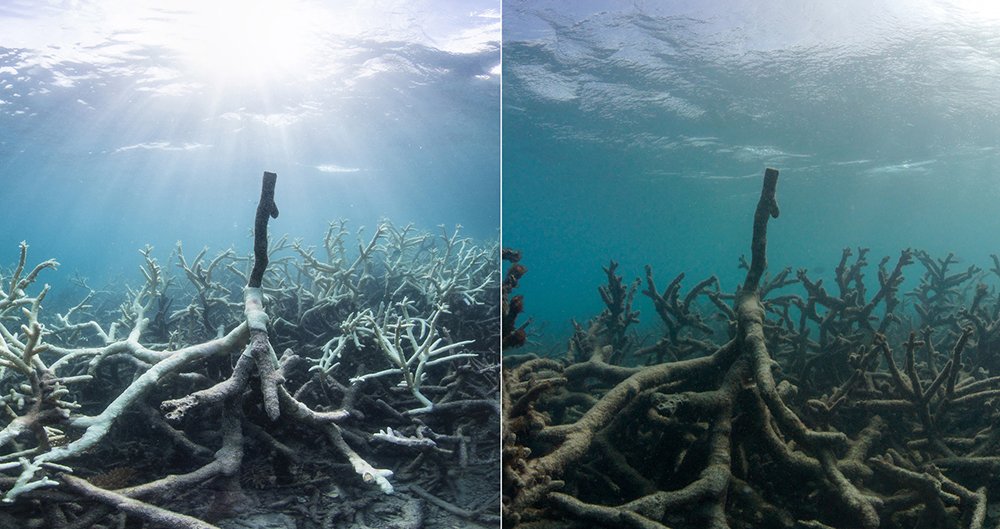 bleached coral