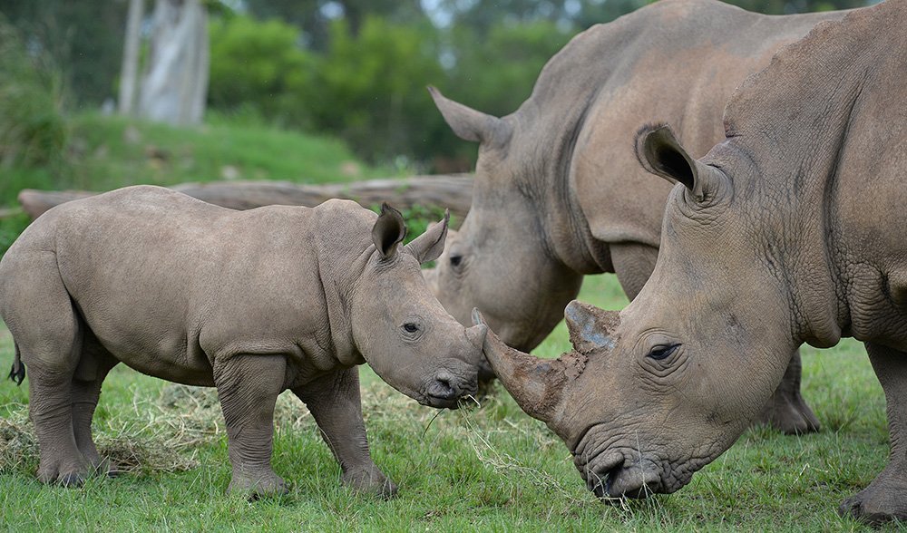 Humphrey Australia Zoo white rhino