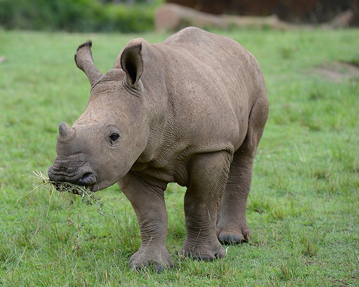 rhino