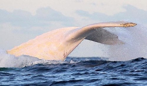 white whale meaning