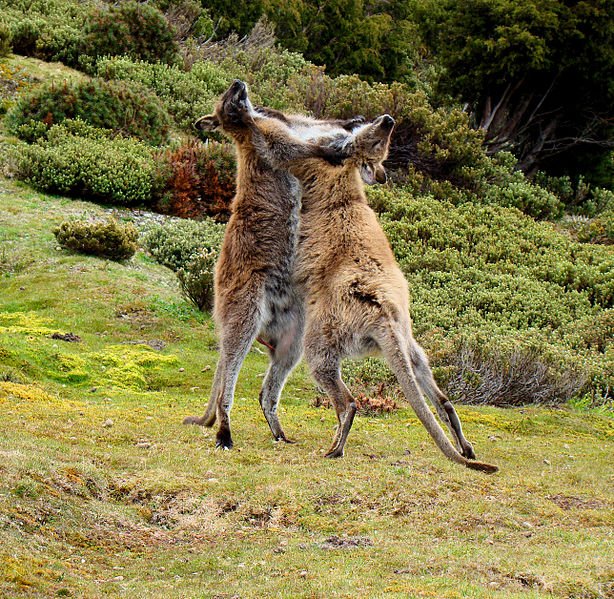 wallabies