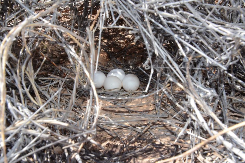 night parrot nest
