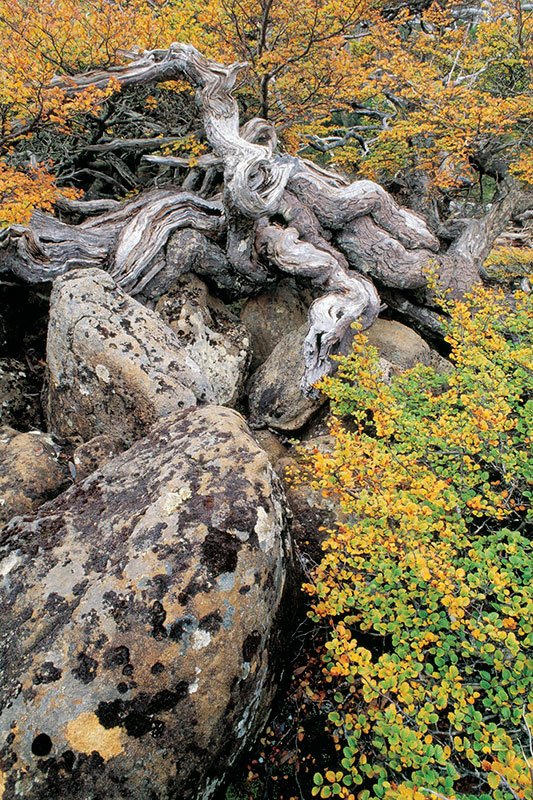 mt field tasmania