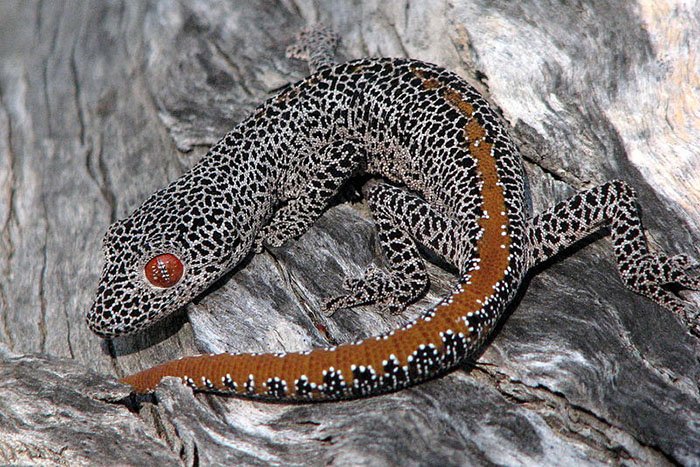 golden tailed gecko