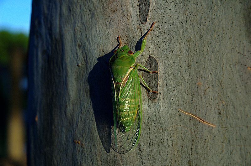 green grocer cicadas
