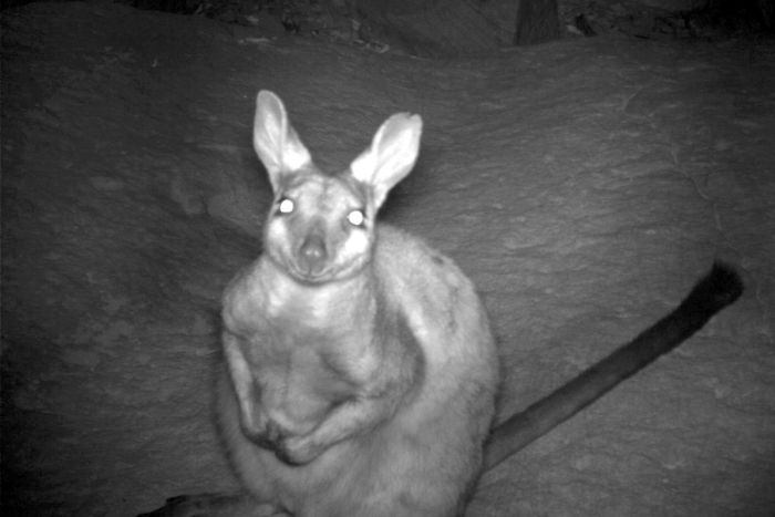 wallaby