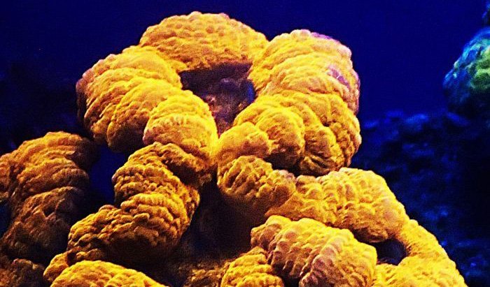 glowing coral