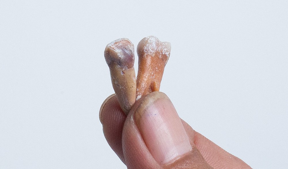 teeth fossil hobbit