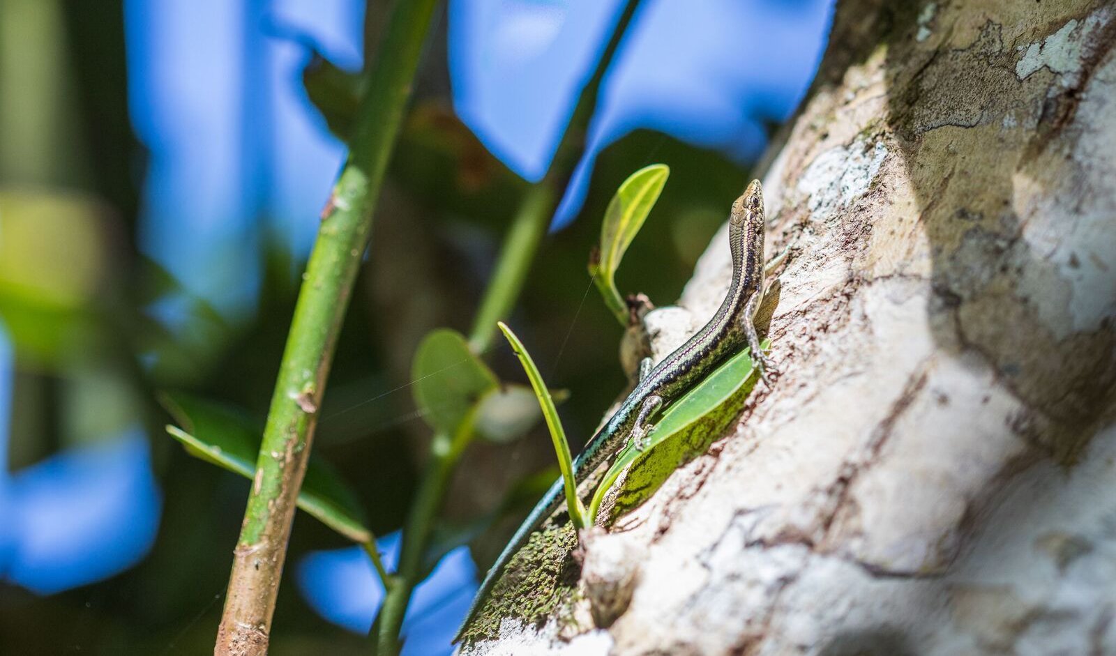 Geckos And Skinks Rescued From The Brink Of Extinction - Australian ...