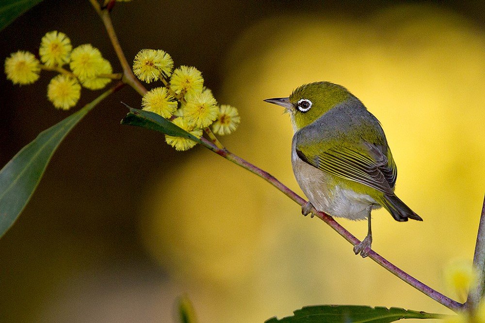 acacia