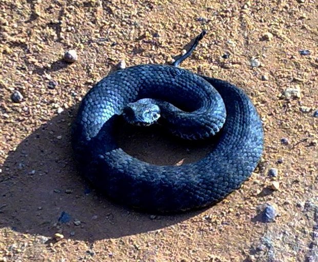 Víbora mortal mais mortífera da Austrália's deadliest snakes death adder