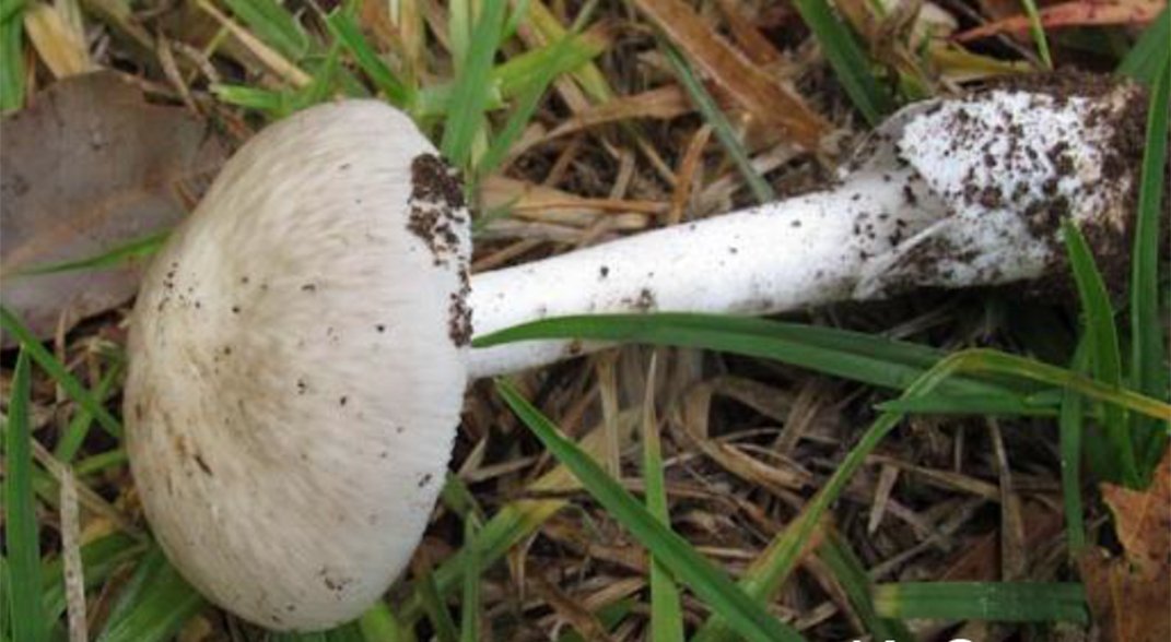deadly mushroom