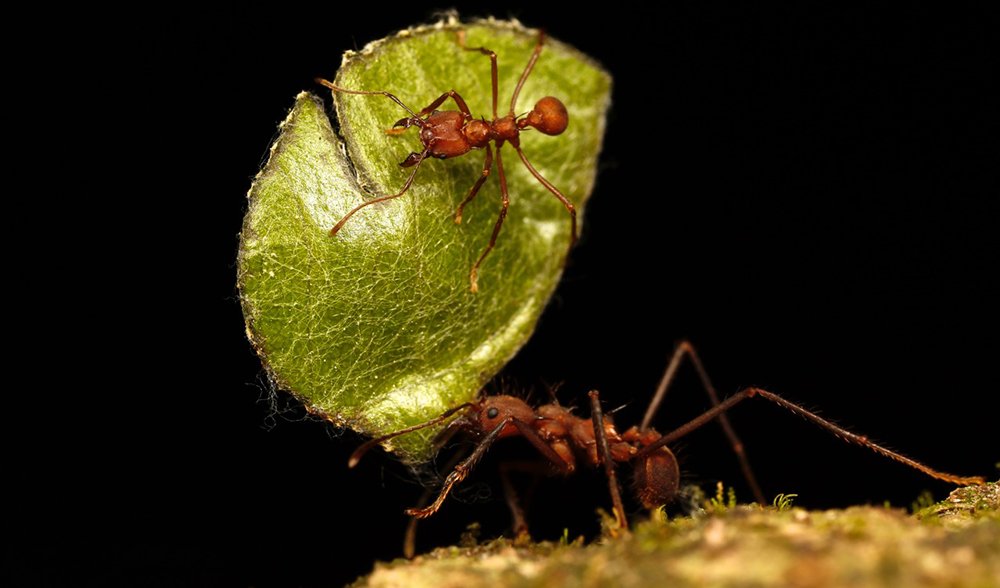 Leafcutter ant insect consciousness