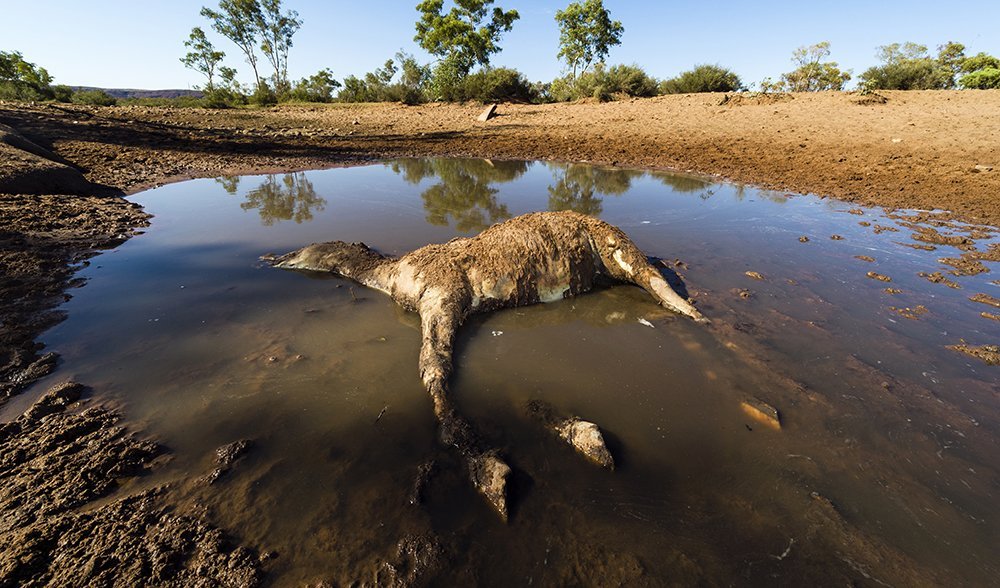 Where The Wild Horses Are Australian Geographic