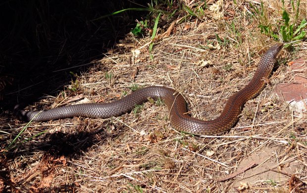 Las serpientes más mortíferas de Australia Cabeza de cobre de las tierras bajas's deadliest snakes lowland copperhead
