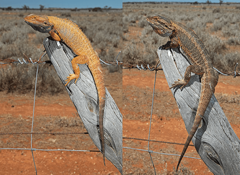 Bearded Dragon, Pogona vitticeps, Native to Australia