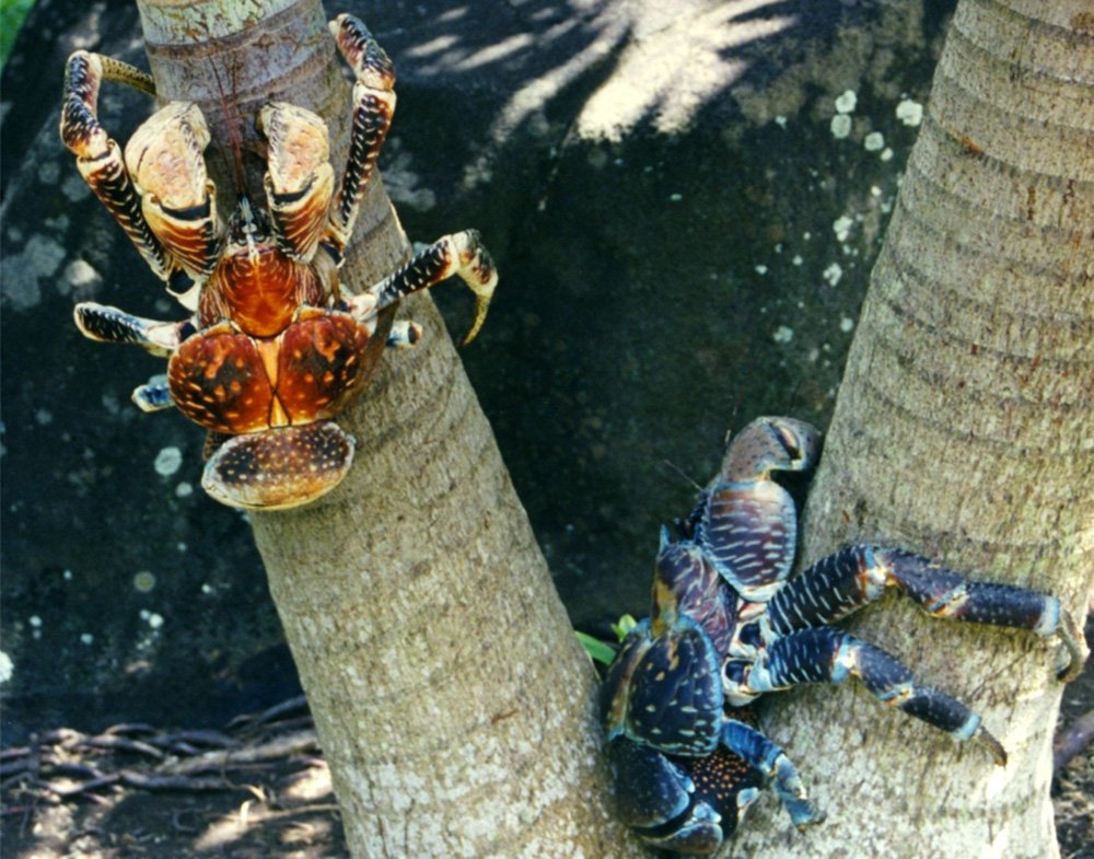 Robber crab