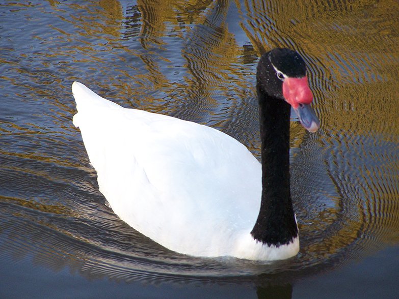 black neck swan