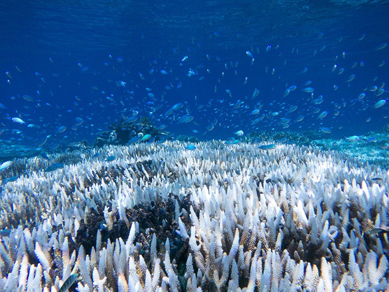bleached coral