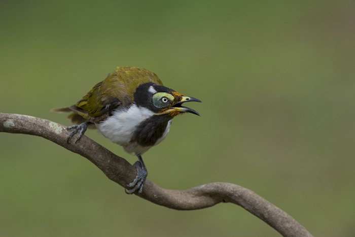 Blue-faced Honeyeater