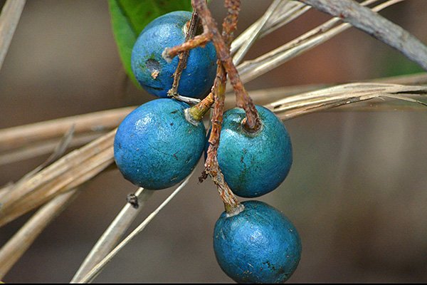 blue quandong