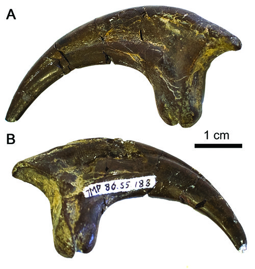Boreonykus claw